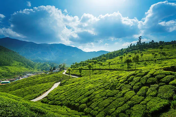 Rolling hills and tea plantations of Munnar Kerala