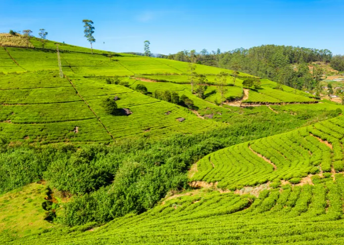 Nuwara Eliya / Ella – The Serene Tea Highlands